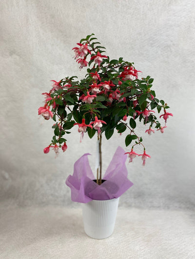 Fuchsia Feature Plant – Minter Country Garden