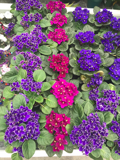 Beautiful African violets in Purple, pink, and varigated colours